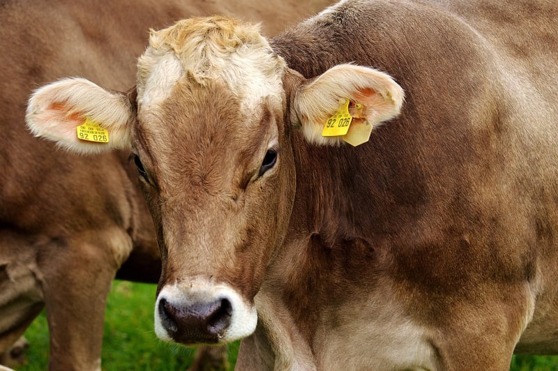 Farm-Fresh Dairy